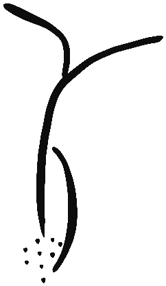 Image of the occurrence